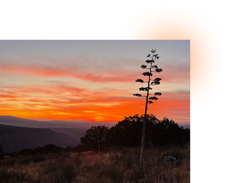 Vibrant sunset over a mountainous landscape with a silhouetted agave plant in the foreground.